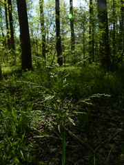 Poa autumnalis