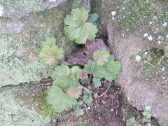 Heuchera missouriensis