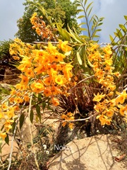 Dendrobium fimbriatum