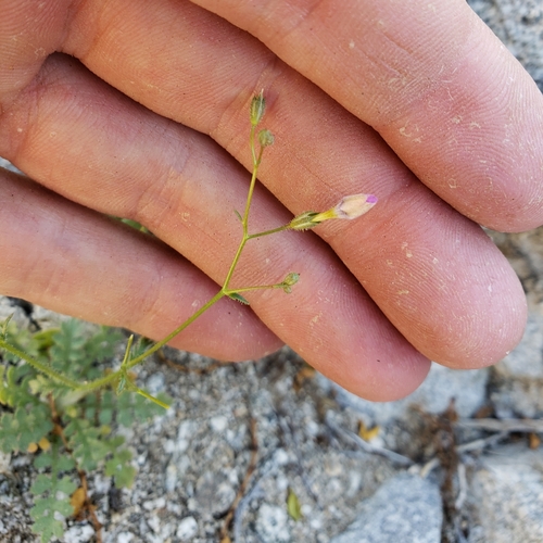 Rock gilia (Gilia scopulorum)