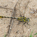 Sulphur-tipped Clubtail - Photo (c) Greg Lasley, some rights reserved (CC BY-NC), uploaded by Greg Lasley