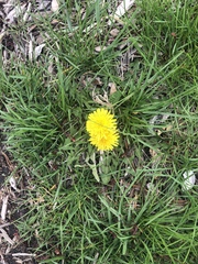Taraxacum