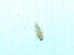 Hemipsocidae