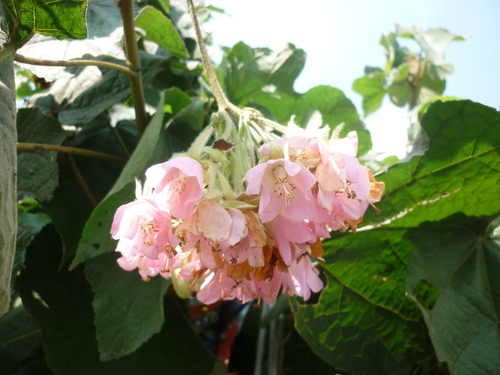 Dombeya × cayeuxii