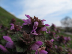Lamium purpureum