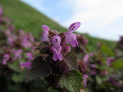 Lamium purpureum