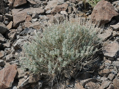 Teucrium stocksianum
