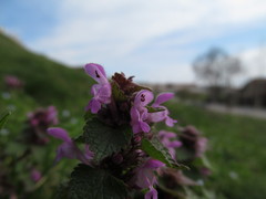Lamium purpureum