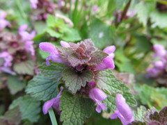 Lamium purpureum
