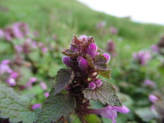 Lamium purpureum