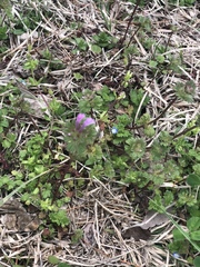 Lamium amplexicaule