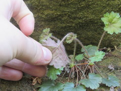 Heuchera missouriensis