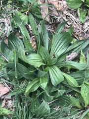 Plantago