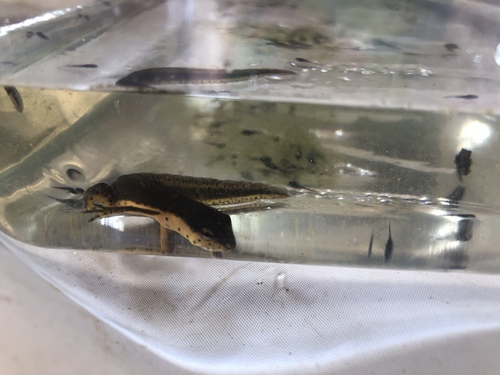 Notophthalmus viridescens image