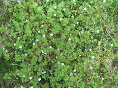 Veronica persica