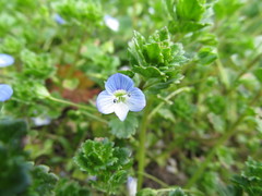 Veronica persica