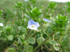 Veronica persica