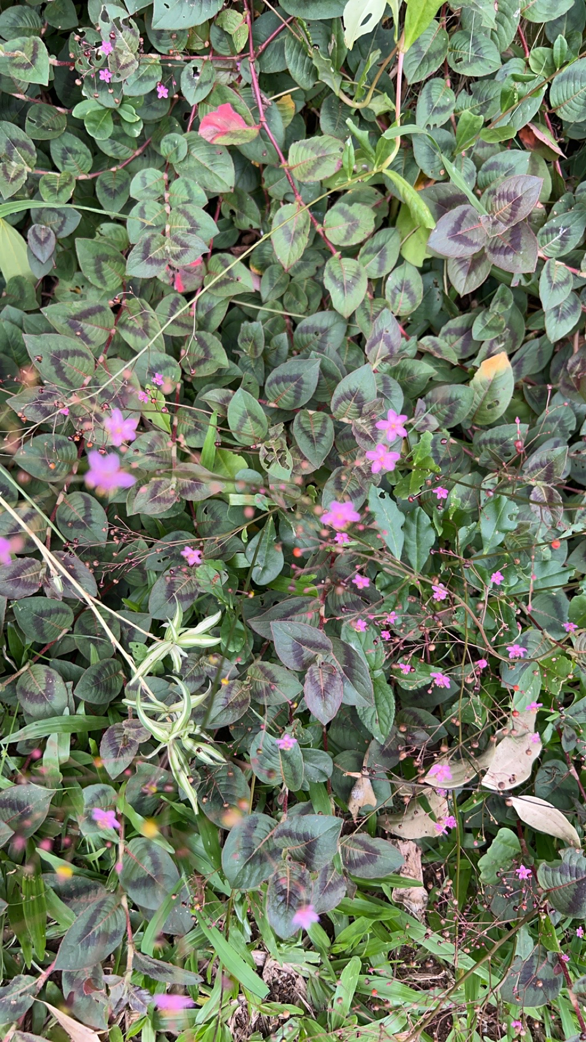 Talinum paniculatum