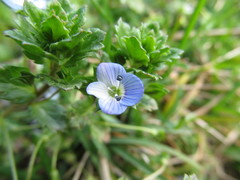 Veronica persica