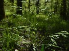 Poa autumnalis