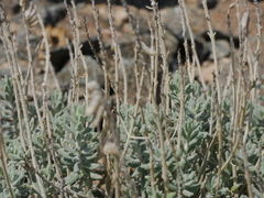 Teucrium stocksianum