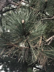 Pinus