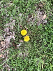 Taraxacum