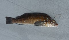Hexagrammos decagrammus