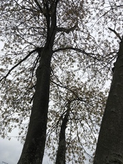 Platanus occidentalis
