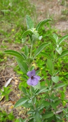 Dyschoriste crenulata