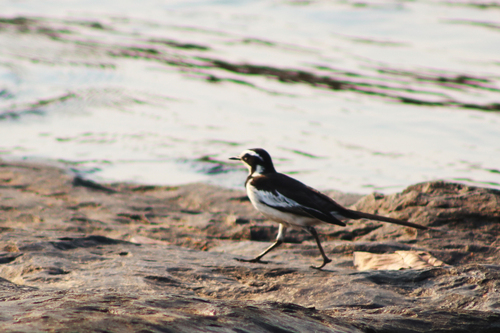 African Pied Wagtail