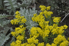 Odontarrhena muralis