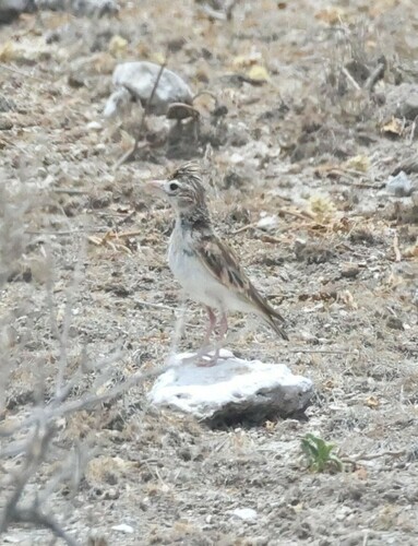 Stark's Lark (Spizocorys starki), photo 8