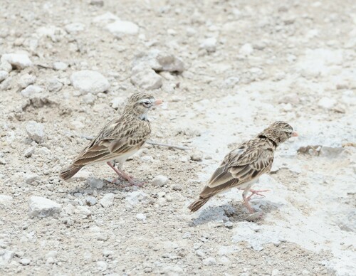 Pink-billed Lark (Spizocorys conirostris), photo 6