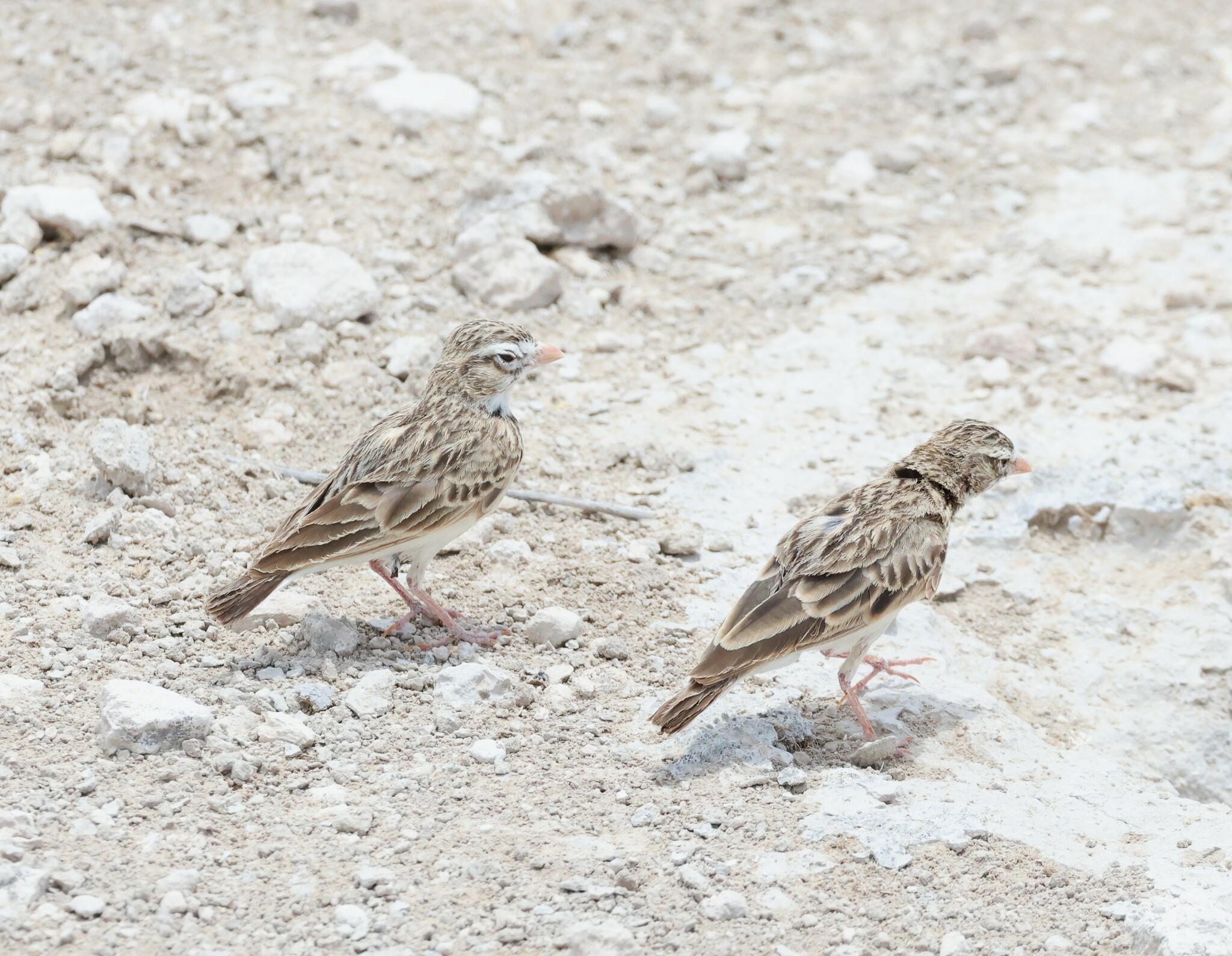 Pink-billed Lark (Spizocorys conirostris), photo 9