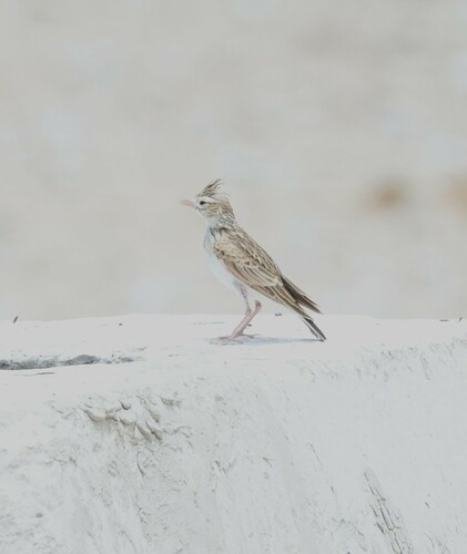 Stark's Lark (Spizocorys starki), photo 9
