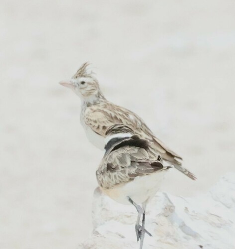 Stark's Lark (Spizocorys starki), photo 4