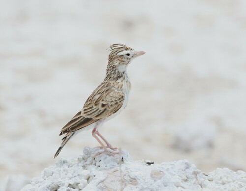 Stark's Lark (Spizocorys starki), photo 10