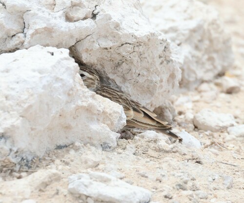 Stark's Lark (Spizocorys starki), photo 3