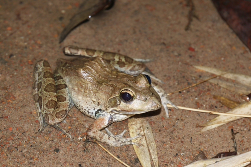 Moyer's River Frog