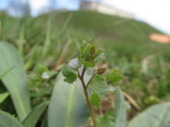 Veronica sublobata