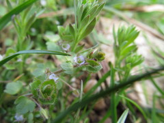 Veronica sublobata