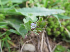 Veronica sublobata
