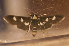 Desmia maculalis