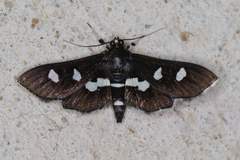 Desmia maculalis