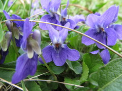Viola odorata