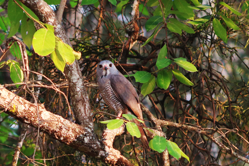 Lizard Buzzard