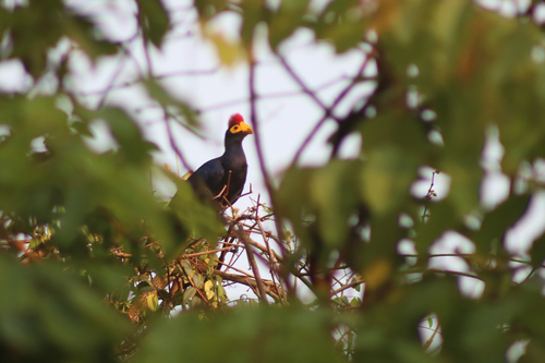 Ross's Turaco