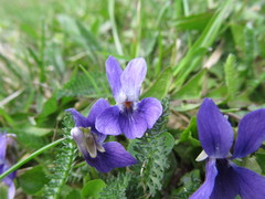 Viola odorata