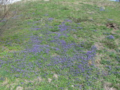 Viola odorata